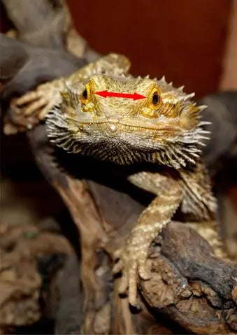 What size crickets should I order?