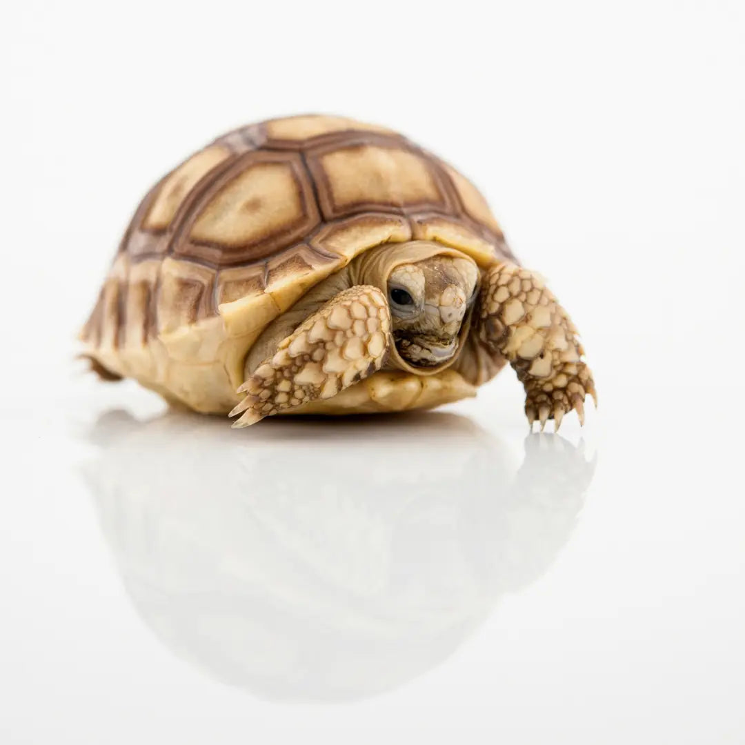 Tortoise Care Sheet