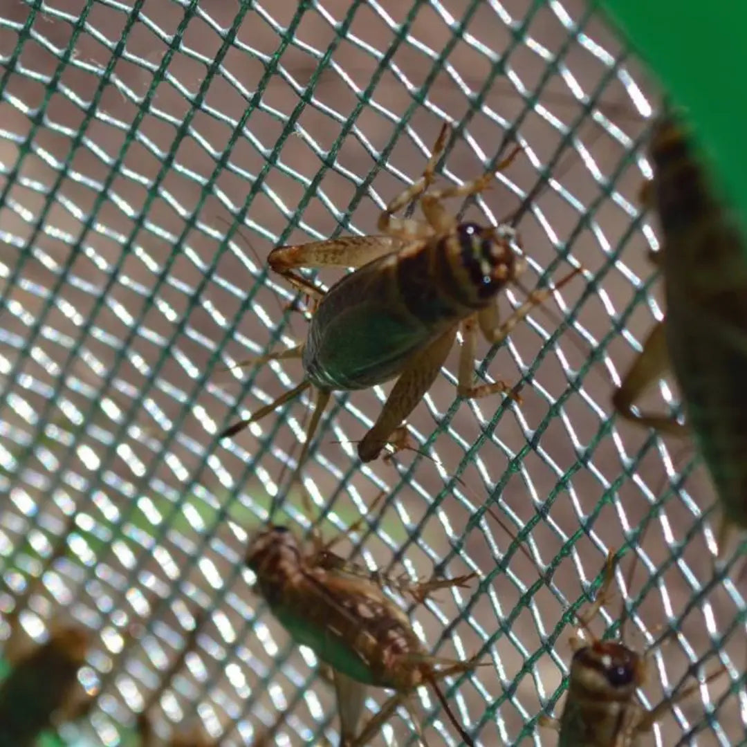 Caring for Live Crickets