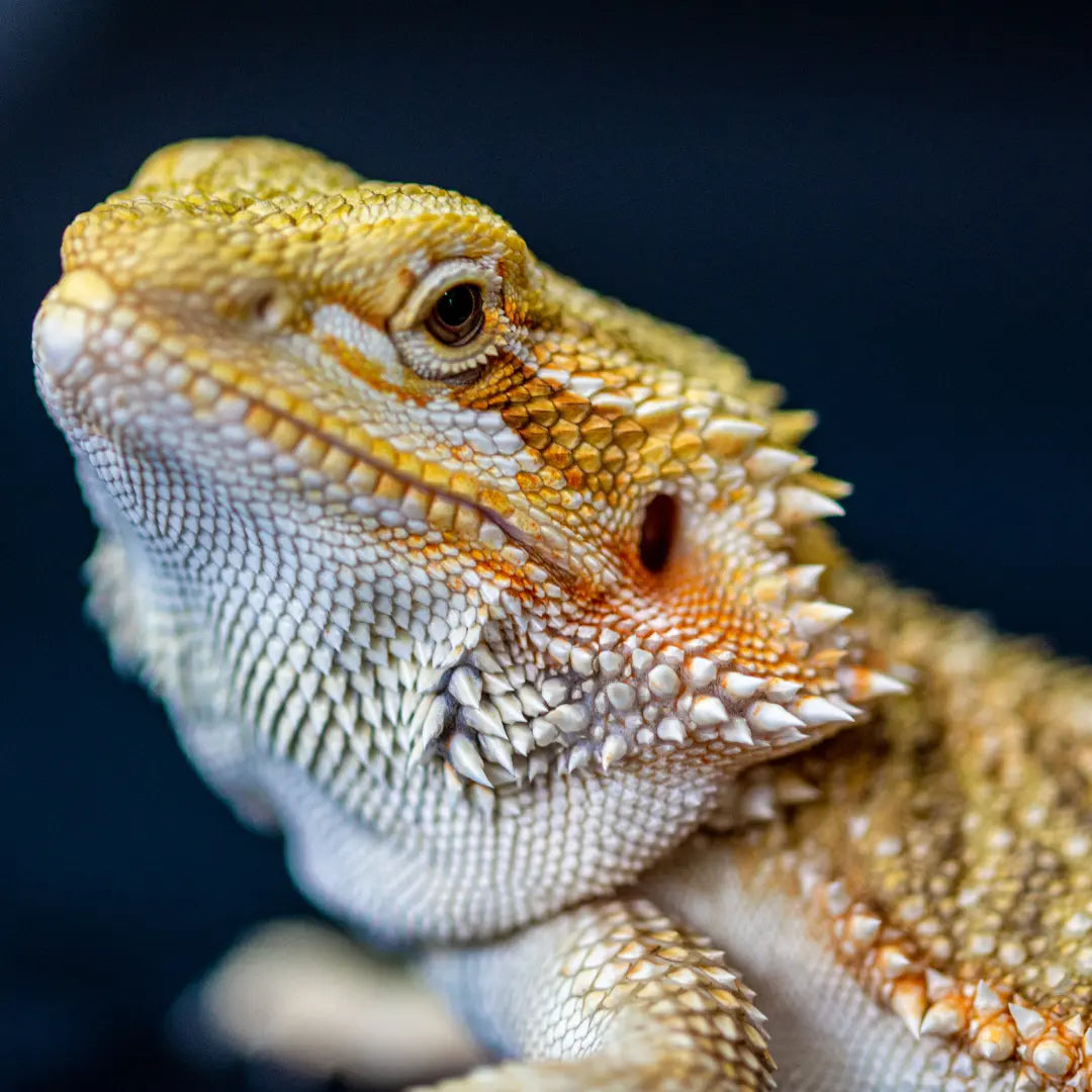 Bearded Dragon Care Sheet