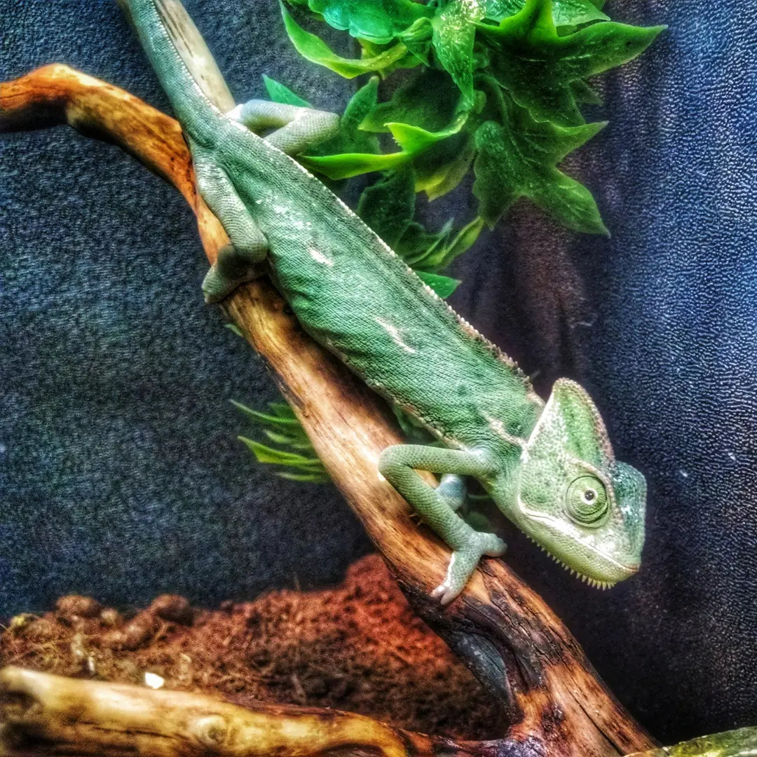 Chameleon Care Sheet