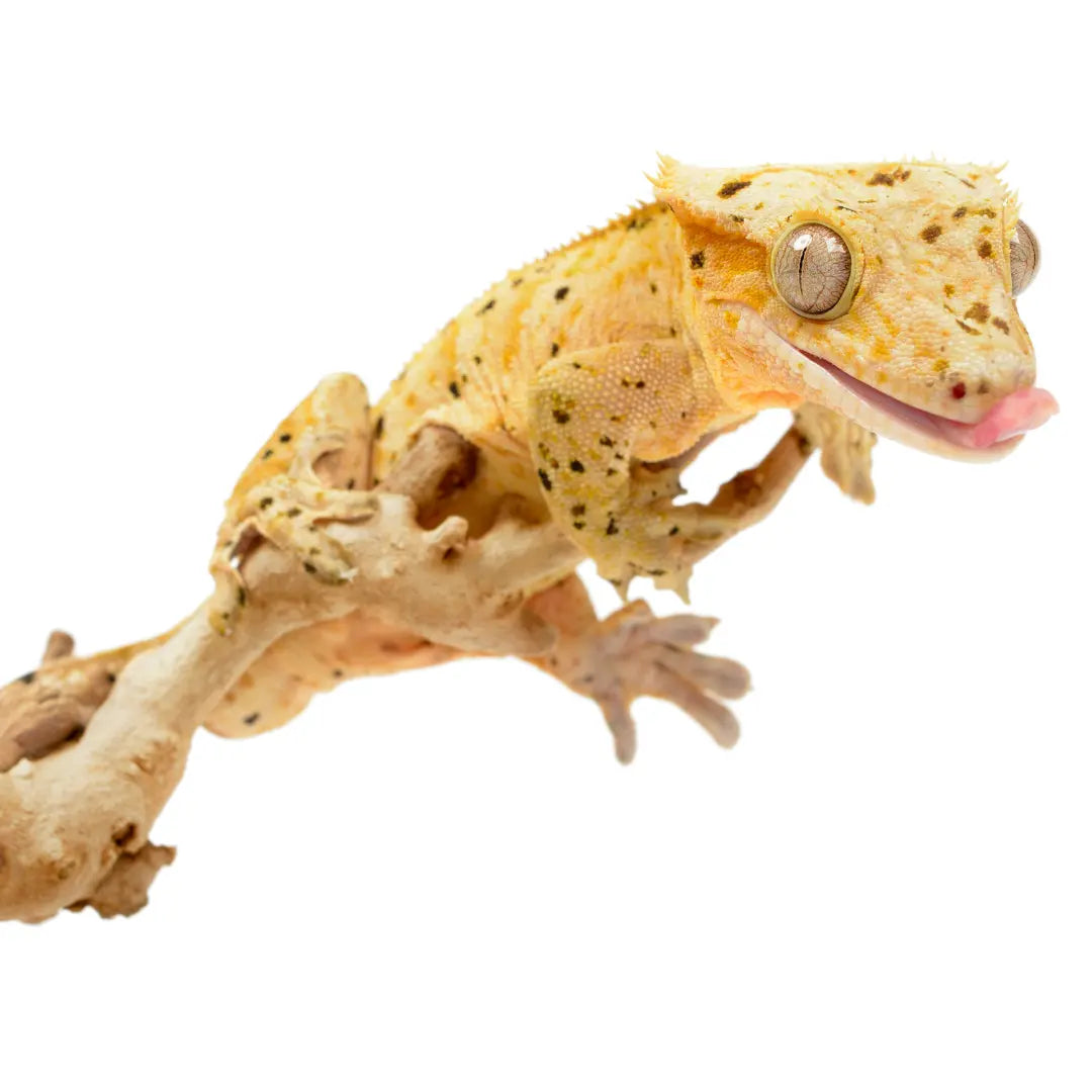 Crested Gecko Care Sheet