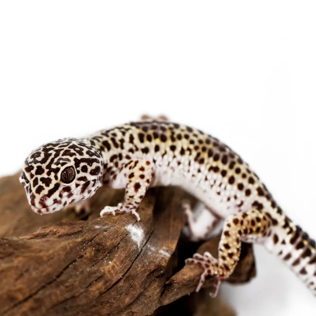 Leopard Gecko Care Sheet