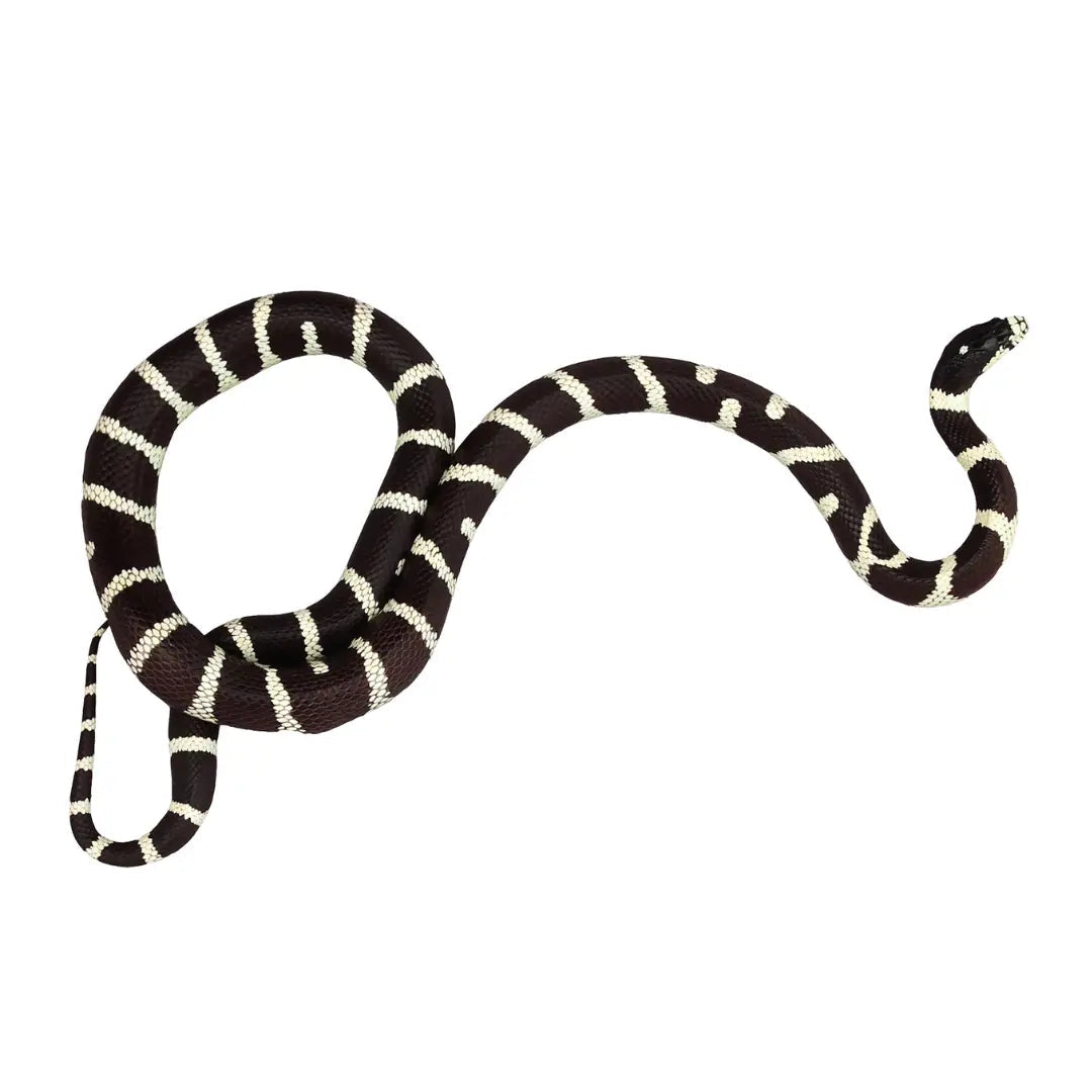 King Snake Care Sheet