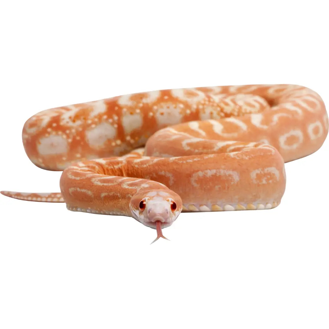 Corn Snake Care Sheet