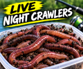 Live Nightcrawlers