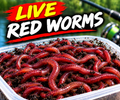 Live Red Worms