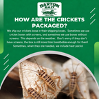How Barton Bait packages banded crickets — Since 1966