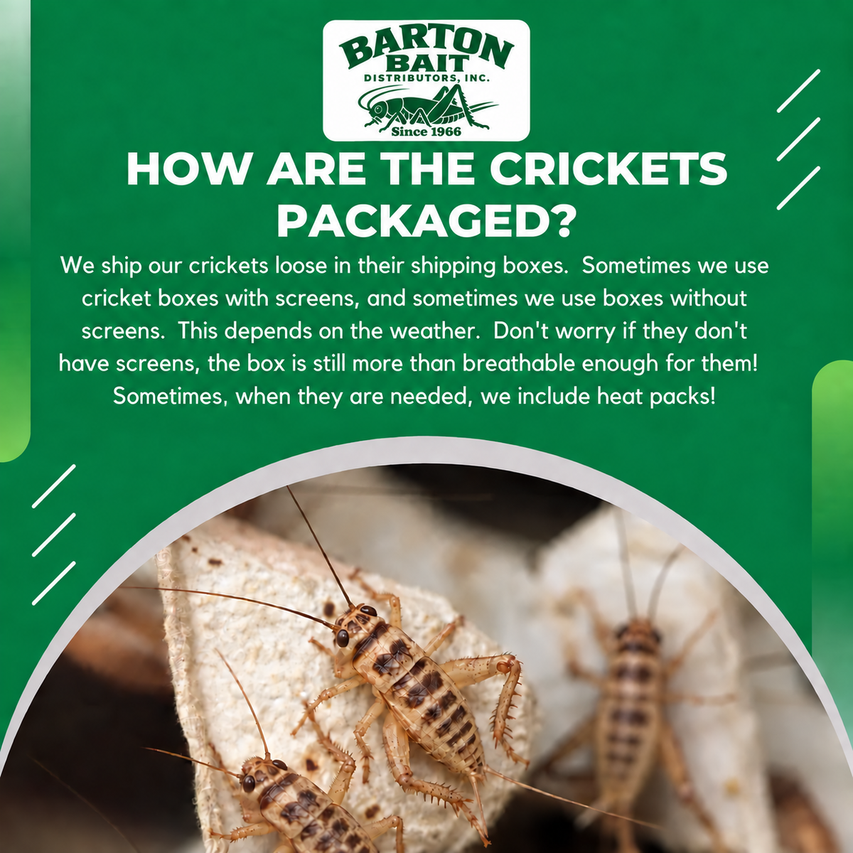 How Barton Bait packages banded crickets — Since 1966