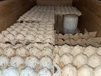 Banded crickets on egg flats inside a rearing container