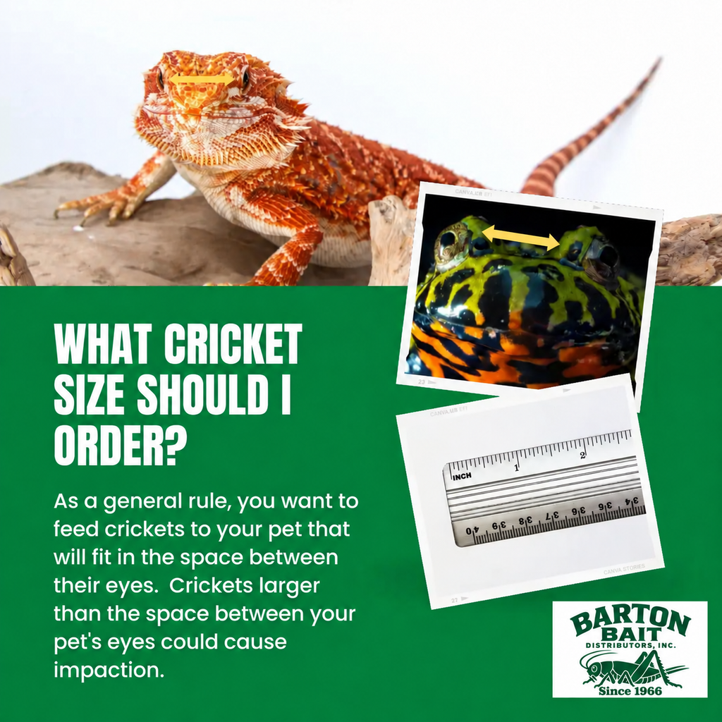 Barton Bait cricket size selection guide — Since 1966