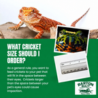 Barton Bait cricket size selection guide — Since 1966