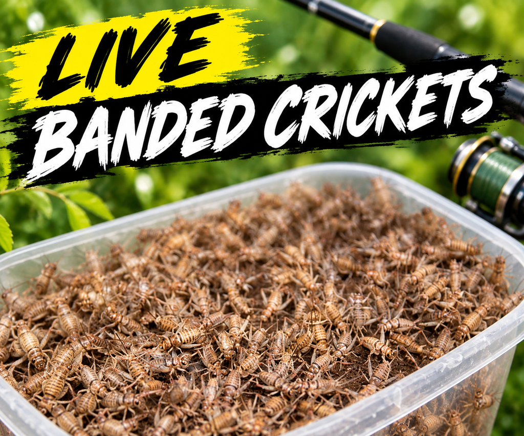 Live Banded Crickets
