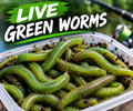 Live Green Worms